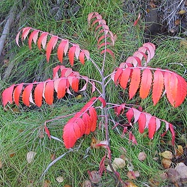 smooth sumac Rhus glabra red in fall, Cowiche Canyon Trail, Yakima County, Washington