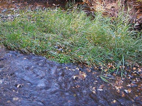 creekside grass, Cowiche Canyon Trail, Yakima County, Washington