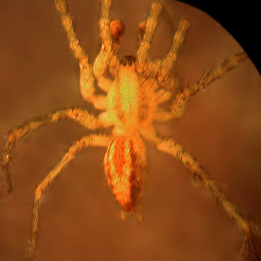 Light colored male Hololena nedra agelenid spider, Cowiche Canyon Trail, Yakima County, Washington