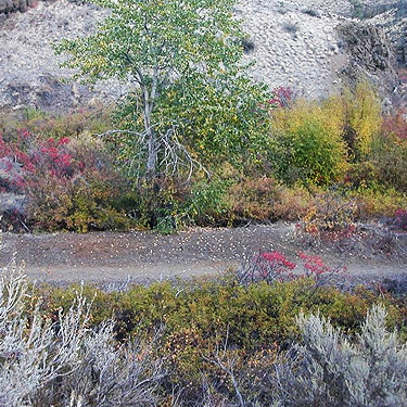 lone cottonwood tree, Cowiche Canyon Trail, Yakima County, Washington