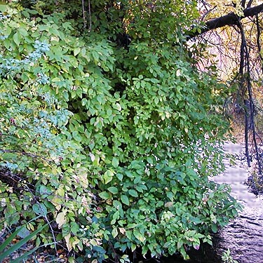 shrub overhanging stream, Cowiche Canyon Trail, Yakima County, Washington