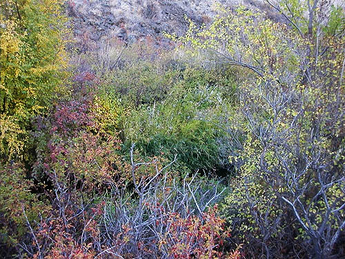 riparian vegetation, Cowiche Canyon Trail, Yakima County, Washington