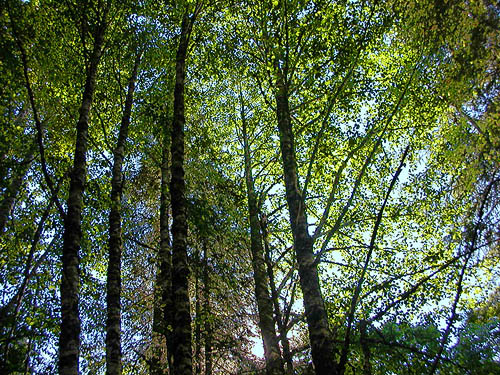 alder forest beside Kachess River north of Kachess Lake, Kittitas County, Washington