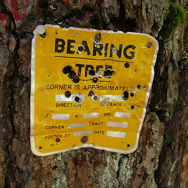bullet-riddled bearing-tree sign, Kachess River, north of Kachess Lake, Kittitas County, Washington