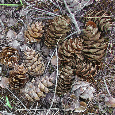Douglas-fir cones, Cooper Pass, Kittitas County, Washington