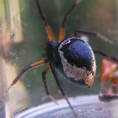 theridiid spider Euryopis formosa from Cooper Pass, Kittitas County, Washington