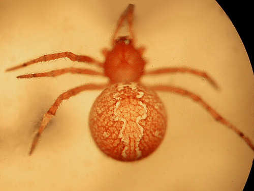 female theridiid spider Theridion michelbacheri, Cooper Pass, Kittitas County, Washington