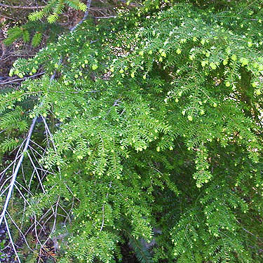 western hemlock foliage, Cooper Pass, Kittitas County, Washington