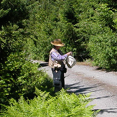 Laurel Ramseyer sorting a conifer foliage beat sample, Cooper Pass, Kittitas County, Washington