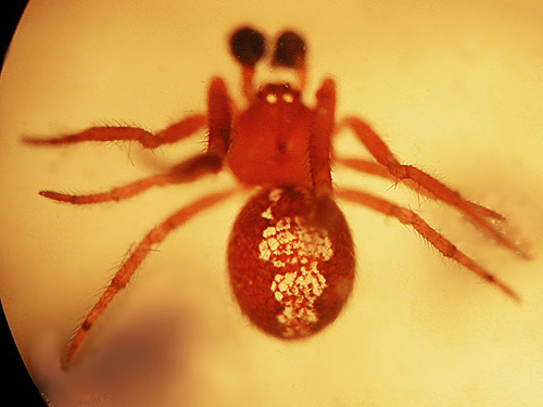 very rare theridiid spider, Theridion michelbacheri, male, Cooper Pass, Kittitas County, Washington