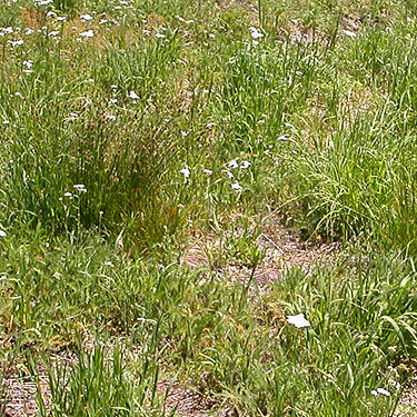 grassy part of meadow, Cooper Pass, Kittitas County, Washington