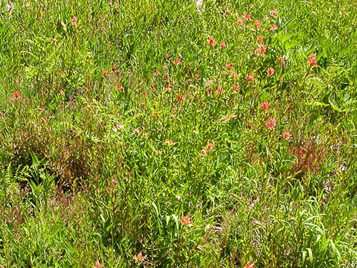 herbaceous part of meadow