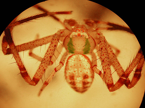 crab spider Misumenops sierrensis from Cooper Pass, Kittitas County, Washington
