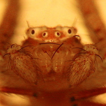 Face view of crab spider Misumenops sierrensis, Cooper Pass, Kittitas County, Washington