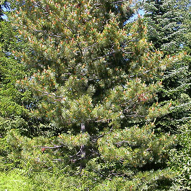 white pine tree Pinus monticola, Cooper Pass, Kittitas County, Washington