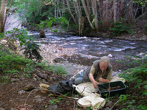 Rod Crawford sifting leaf litter beside Kachess River north of Kachess Lake, Kittitas County, Washington