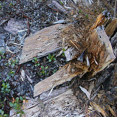 dead wood spider habitat, Cooper Pass, Kittitas County, Washington