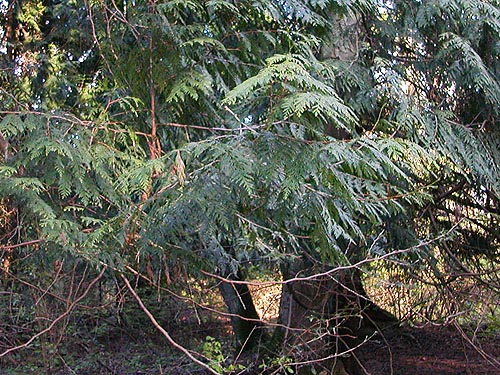 Red cedar foliage Thuja plicata, central part of Curry Preserve, Lummi Island, Whatcom County, Washington