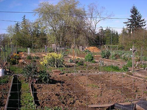 public garden, E side of Curry Preserve, Lummi Island, Whatcom County, Washington