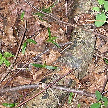 maple litter and birch-like fallen bark, central part of Curry Preserve, Lummi Island, Whatcom County, Washington