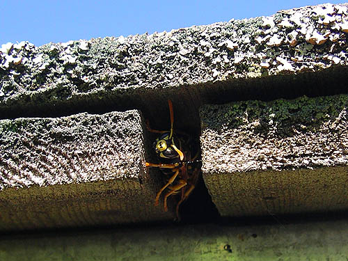 paper wasp Polistes dominulus, public garden, Curry Preserve, Lummi Island, Whatcom County, Washington