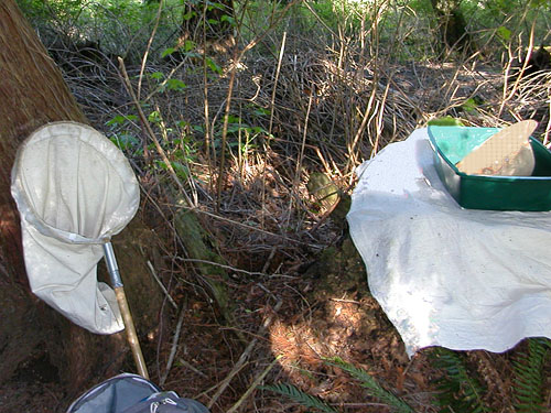 setup for leaf-litter sifting on stump, central part of Curry Preserve, Lummi Island, Whatcom County, Washington