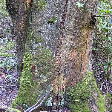 bigleaf maple trunk, central part of Curry Preserve, Lummi Island, Whatcom County, Washington