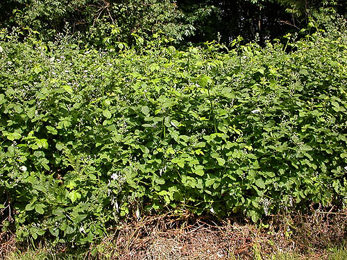 thicket of invasive blackberry Rubus armeniacus along Chehalis-Western Trail 5 miles N of Olympia, Washington