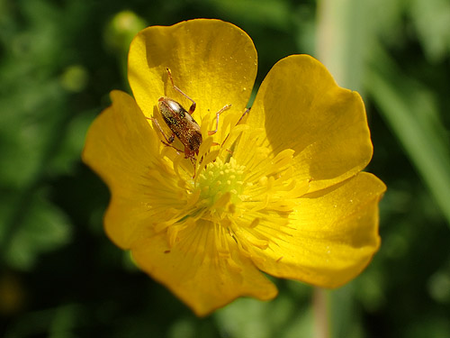 roadside buttercup with cerambycid beetle, Chehalis-Western Trail 5 miles N of Olympia, Washington