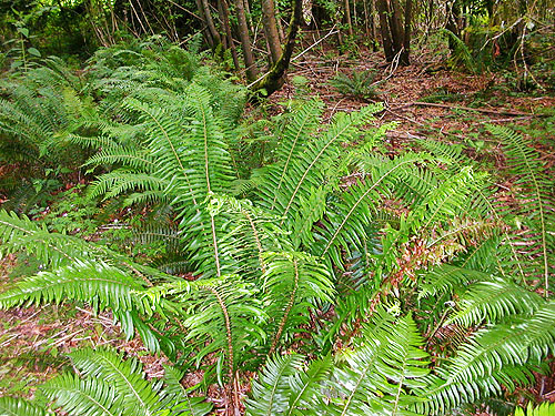 sword fern Polystichum munitum understory in mixed woodland, Chehalis-Western Trail 5 miles N of Olympia, Washington