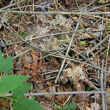 maple leaf litter and nettle, Chehalis-Western Trail 5 miles N of Olympia, Washington
