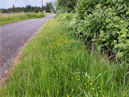 lush grassy roadside verge, Chehalis-Western Trail 5 miles N of Olympia, Washington