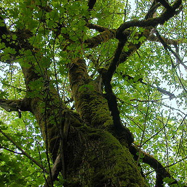 giant bigleaf maple tree near Chehalis-Western Trail 5 miles N of Olympia, Washington