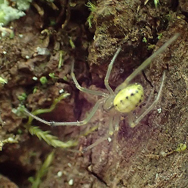 invasive theridiid spider Enoplognatha ovata, Chehalis-Western Trail 5 miles N of Olympia, Washington