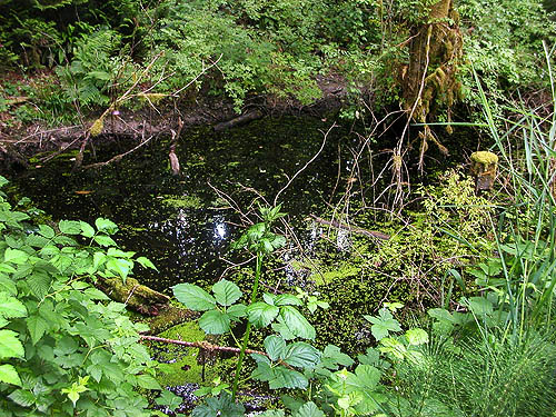 swampy woodland along Chehalis-Western Trail 5 miles north of Olympia, Washington