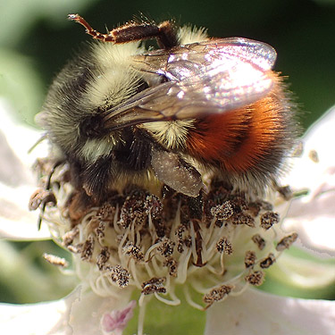 bumble bee Bombus melanopygus on blackberry, Chehalis-Western Trail 5 miles N of Olympia, Washington