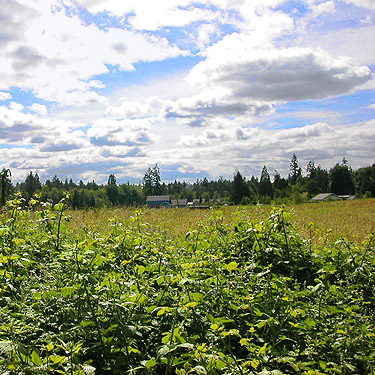 sun and scattered clouds over farmland, Chehalis-Western Trail 5 miles N of Olympia, Washington
