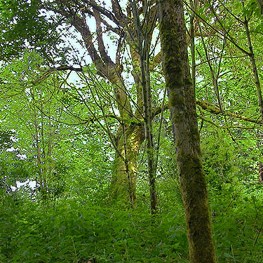 giant maple tree in mixed woodland grove, Chehalis-Western Trail 5 miles N of Olympia, Washington