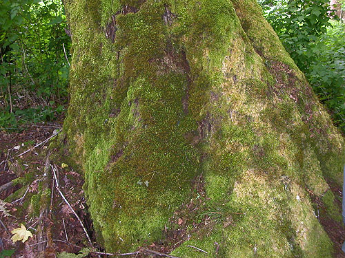 trunk of giant bigleaf maple tree, Chehalis-Western Trail 5 miles N of Olympia, Washington