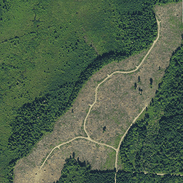 2911 aerial photo of east side Deckerville Swamp, Mason County, Washington