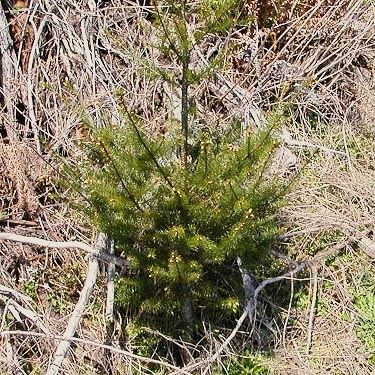 young planted Douglas-fir in clearcut, east side Deckerville Swamp, Mason County, Washington