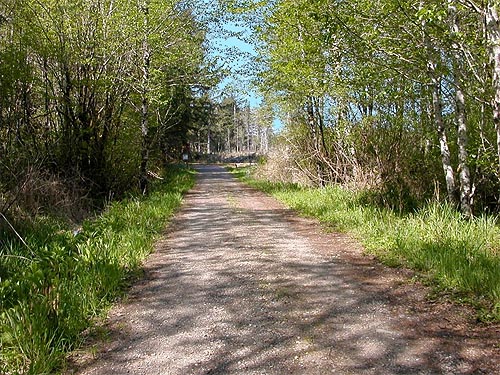 Mary M. Knight Road leading to east side Deckerville Swamp, Mason County, Washington