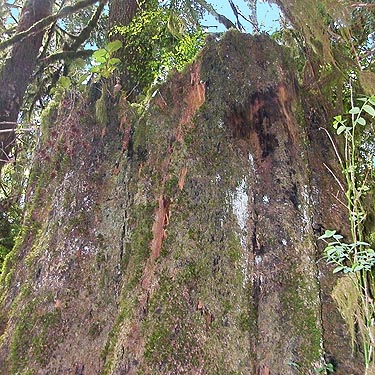 remnant stump from old growth era, east side Deckerville Swamp, Mason County, Washington