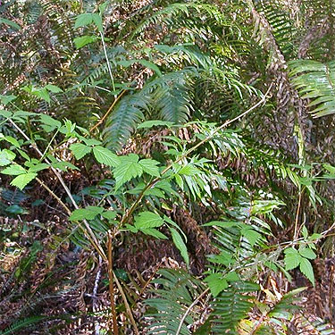 understory vegetation, east side Deckerville Swamp, Mason County, Washington