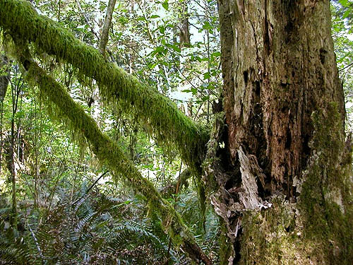 old dead wood and moss habitats, east side Deckerville Swamp, Mason County, Washington