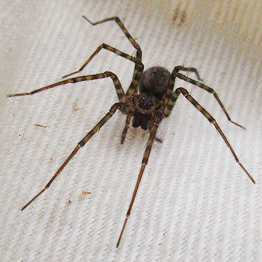 agelenid spider Calymmaria emertoni from building, Owen Beach, Point Defiance Park, Tacoma, Washington