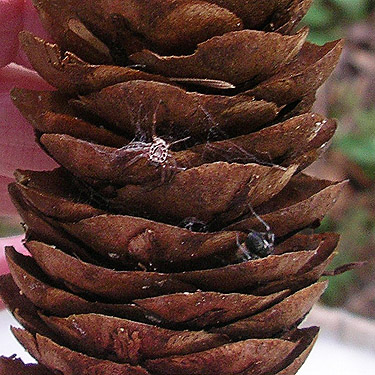 Cybaeus species and its exuvium in same Pseudotsuga cone, Northwest Native Plant Garden, Point Defiance Park, Tacoma, Washington