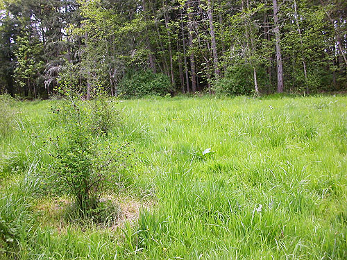 grass meadow at Northwest Native Plant Garden, Point Defiance Park, Tacoma, Washington