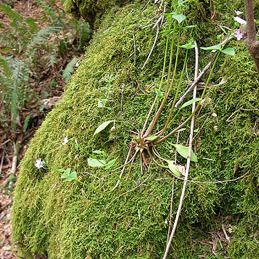 moss on maple trunk, Owen Beach, Point Defiance Park, Tacoma, Washington
