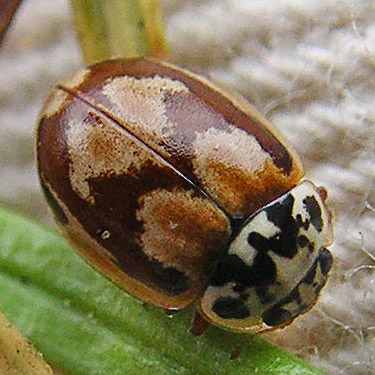 coccinellid beetle Mulsantina picta, Owen Beach, Point Defiance Park, Tacoma, Washington